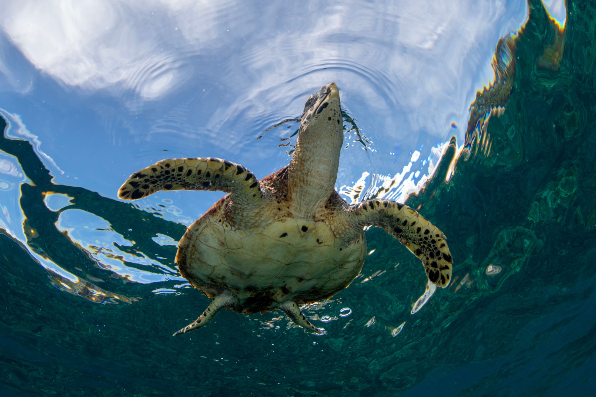 Sea Turtle